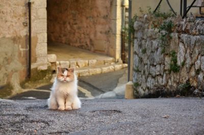 A white and orange coloured cat sits on a grey pavement, looking grumpily at the camera